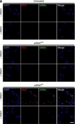 Immunocytochemistry/ Immunofluorescence: Histone H2Av [p Ser137] Antibody [NBP1-78103]